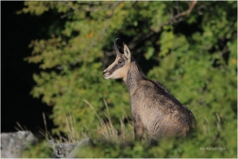 <p>KAMZÍK HORSKÝ (Rupicapra rupicapra) Lužické hory, Studenec ---- /Chamois - Gämse/</p>